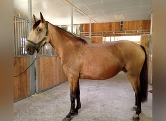 Warmblood polaco, Yegua, 5 años, 160 cm, Bayo