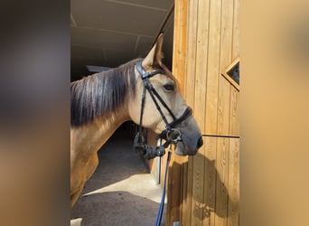 Warmblood polaco, Yegua, 5 años, 160 cm, Bayo