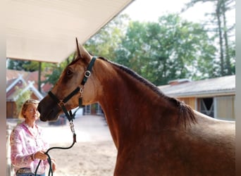 Warmblood polaco, Yegua, 5 años, 160 cm, Bayo