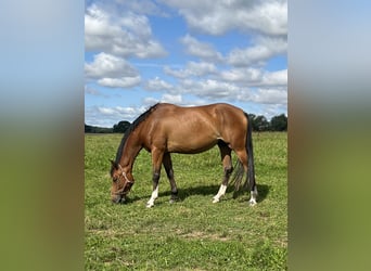 Warmblood polaco, Yegua, 5 años, 165 cm, Castaño