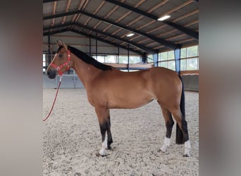 Warmblood polaco, Yegua, 5 años, 165 cm, Castaño