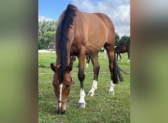 Warmblood polaco, Yegua, 5 años, 165 cm, Castaño