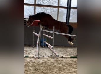 Warmblood polaco, Yegua, 5 años, 165 cm, Castaño