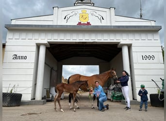 Warmblood polaco, Yegua, 5 años, 165 cm, Castaño