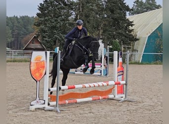 Warmblood polaco, Yegua, 5 años, 166 cm, Negro