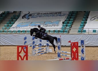 Warmblood polaco, Yegua, 5 años, 166 cm, Negro