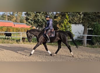 Warmblood polaco, Yegua, 5 años, 166 cm, Negro