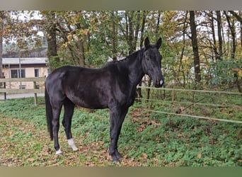 Warmblood polaco, Yegua, 5 años, 166 cm, Negro