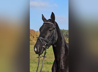 Warmblood polaco, Yegua, 5 años, 166 cm, Negro