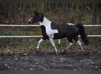 Warmblood polaco, Yegua, 5 años, 167 cm, Pío