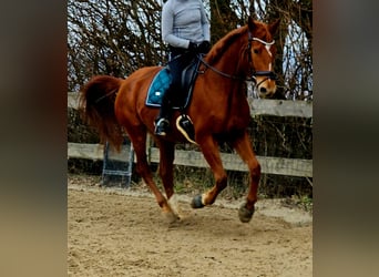 Warmblood polaco, Yegua, 5 años, 170 cm, Alazán