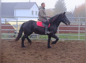 Warmblood polaco Mestizo, Yegua, 6 años, 153 cm, Negro