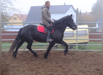 Warmblood polaco Mestizo, Yegua, 6 años, 153 cm, Negro