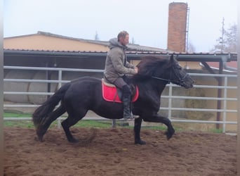 Warmblood polaco Mestizo, Yegua, 6 años, 153 cm, Negro