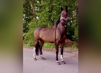 Warmblood polaco, Yegua, 6 años, 160 cm, Castaño oscuro