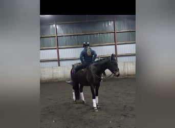 Warmblood polaco, Yegua, 6 años, 160 cm, Castaño oscuro