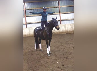 Warmblood polaco, Yegua, 6 años, 160 cm, Castaño oscuro