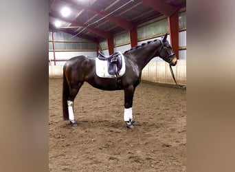 Warmblood polaco, Yegua, 6 años, 160 cm, Castaño oscuro