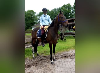 Warmblood polaco, Yegua, 6 años, 160 cm, Castaño oscuro