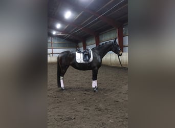 Warmblood polaco, Yegua, 6 años, 160 cm, Castaño oscuro