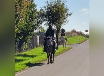 Warmblood polaco, Yegua, 6 años, 160 cm, Tordo rodado