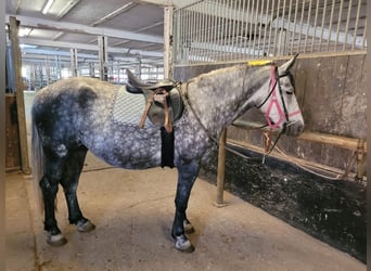 Warmblood polaco, Yegua, 6 años, 160 cm, Tordo rodado