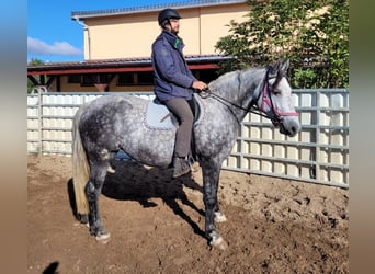 Warmblood polaco, Yegua, 6 años, 160 cm, Tordo rodado