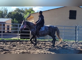 Warmblood polaco, Yegua, 6 años, 160 cm, Tordo rodado