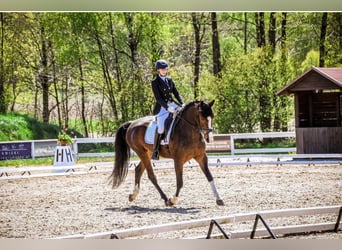 Warmblood polaco, Yegua, 6 años, 163 cm, Castaño