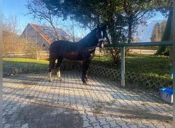 Warmblood polaco, Yegua, 6 años, 166 cm, Castaño oscuro