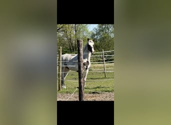 Warmblood polaco, Yegua, 7 años, 154 cm, Pío
