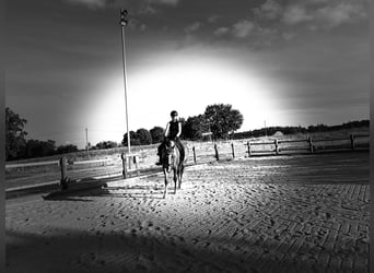 Warmblood polaco, Yegua, 7 años, 155 cm, Alazán