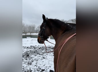 Warmblood polaco, Yegua, 7 años, 170 cm, Castaño