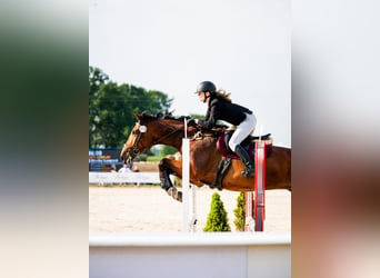 Warmblood polaco, Yegua, 7 años, 172 cm, Castaño rojizo