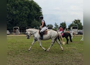 Warmblood polaco, Yegua, 8 años, 150 cm, Tordo