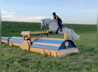 Warmblood polaco, Yegua, 8 años, 169 cm, Tordo