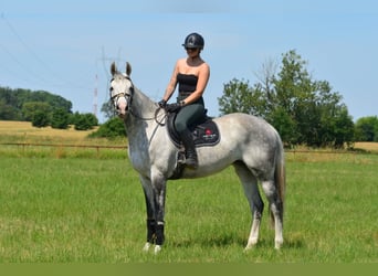 Warmblood polaco, Yegua, 8 años, 170 cm, Tordo