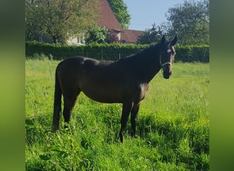 Warmblood polaco, Yegua, 9 años, 155 cm, Castaño oscuro