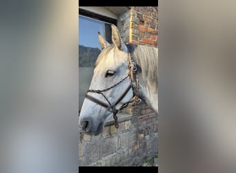 Warmblood polaco, Yegua, 9 años, 160 cm, Tordo rodado