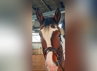 Warmblood polaco, Yegua, 9 años, 163 cm, Pío