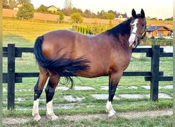 Warmblood polaco, Yegua, 9 años, 170 cm, Castaño