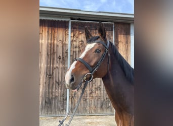 Warmblood polaco, Yegua, 9 años, 170 cm, Castaño oscuro