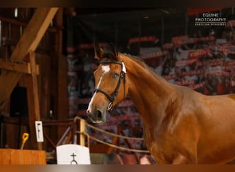 Warmblood polaco Mestizo, Yegua, 9 años, 172 cm, Castaño claro