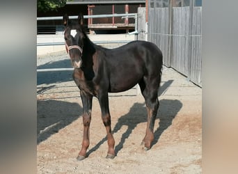 Warmblood polaco, Yegua, Potro (05/2023), 122 cm, Castaño oscuro