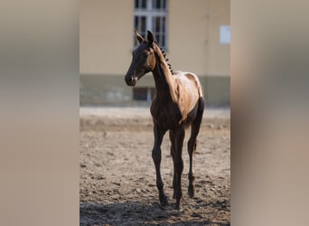 Warmblood polaco, Yegua, , 150 cm, Castaño oscuro