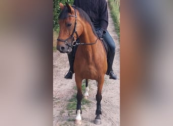 Warmblood sueco Mestizo, Caballo castrado, 10 años, 160 cm, Castaño