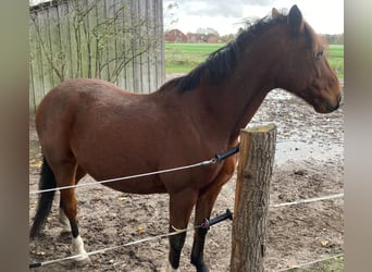 Warmblood sueco Mestizo, Caballo castrado, 10 años, 160 cm, Castaño