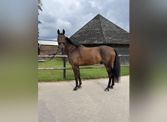 Warmblood sueco, Caballo castrado, 10 años, 162 cm