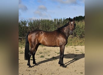 Warmblood sueco Mestizo, Caballo castrado, 10 años, 162 cm, Castaño oscuro