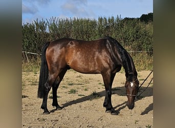Warmblood sueco Mestizo, Caballo castrado, 10 años, 162 cm, Castaño oscuro